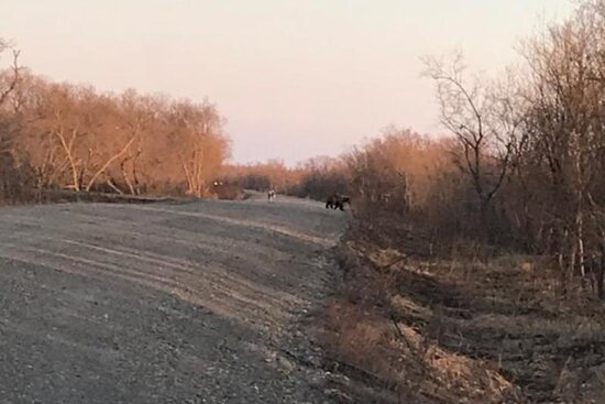 Ayı ovçunu parçaladı - FOTO